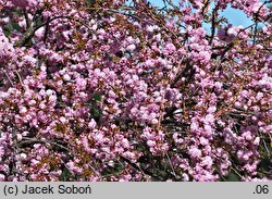 Prunus serrulata Kiku-shidare-zakura