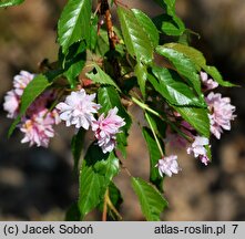 Prunus serrulata Kiku-shidare-zakura