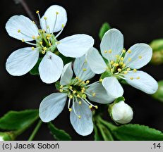 Cerasus fruticosa (wiśnia karłowata)