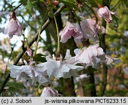 Prunus serrulata