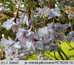 Prunus serrulata