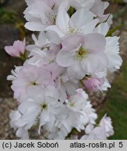 Prunus serrulata (wiśnia piłkowana)