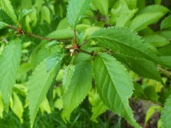 Prunus subhirtella Dahlem