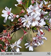 Prunus subhirtella Autumnalis Rosea