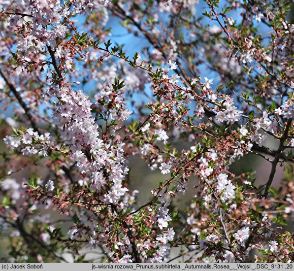 Prunus subhirtella Autumnalis Rosea