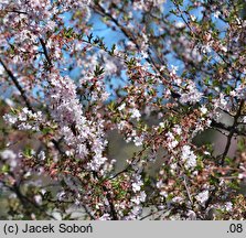 Prunus subhirtella Autumnalis Rosea