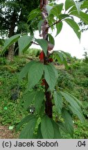 Prunus serrula (wiśnia tybetańska)