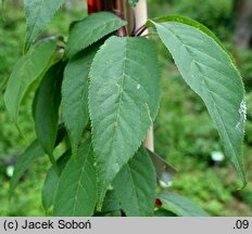 Prunus serrula (wiśnia tybetańska)