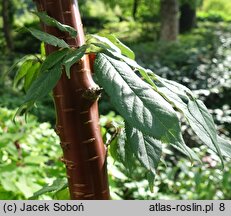 Prunus serrula (wiśnia tybetańska)