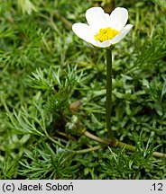 Ranunculus trichophyllus (jaskier skąpopręcikowy)