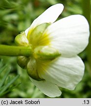 Ranunculus trichophyllus (jaskier skąpopręcikowy)