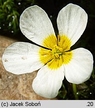 Ranunculus trichophyllus (jaskier skąpopręcikowy)