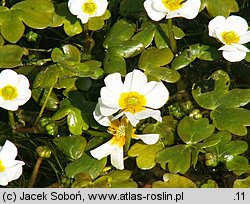 Ranunculus peltatus (jaskier tarczowaty)