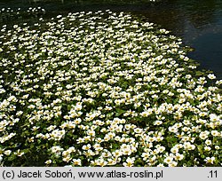 Ranunculus peltatus (jaskier tarczowaty)