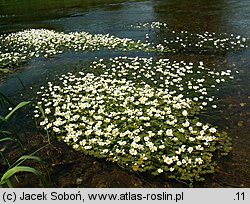 Ranunculus peltatus (jaskier tarczowaty)