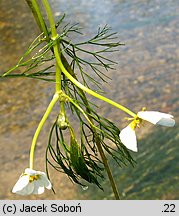 Ranunculus peltatus (jaskier tarczowaty)