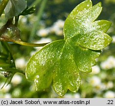 Ranunculus peltatus (jaskier tarczowaty)