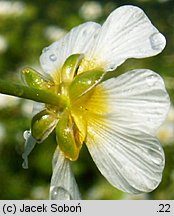 Ranunculus peltatus (jaskier tarczowaty)