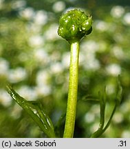 Ranunculus peltatus (jaskier tarczowaty)