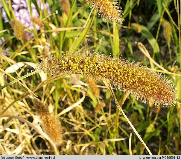 Setaria italica