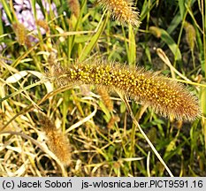 Setaria italica