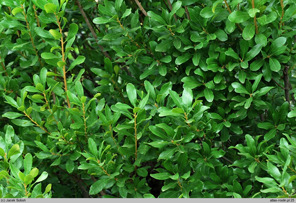 Myrica caroliniensis