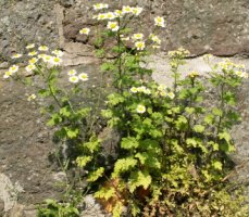 Tanacetum parthenium (wrotycz maruna)