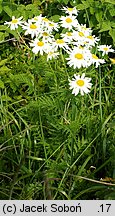 Tanacetum corymbosum (wrotycz baldachogroniasty)