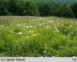 Tanacetum corymbosum