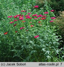 Tanacetum coccineum (wrotycz różowy)