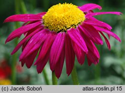 Tanacetum coccineum (wrotycz różowy)