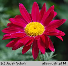 Tanacetum coccineum (wrotycz różowy)