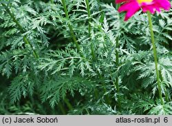 Tanacetum coccineum (wrotycz różowy)