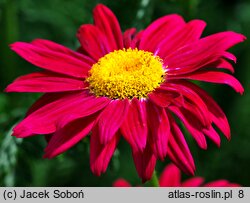 Tanacetum coccineum (wrotycz różowy)