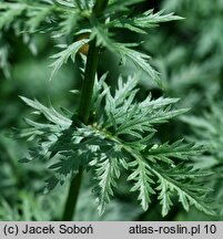 Tanacetum coccineum (wrotycz różowy)