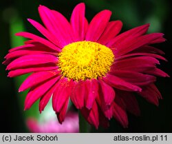 Tanacetum coccineum Robinsons Red