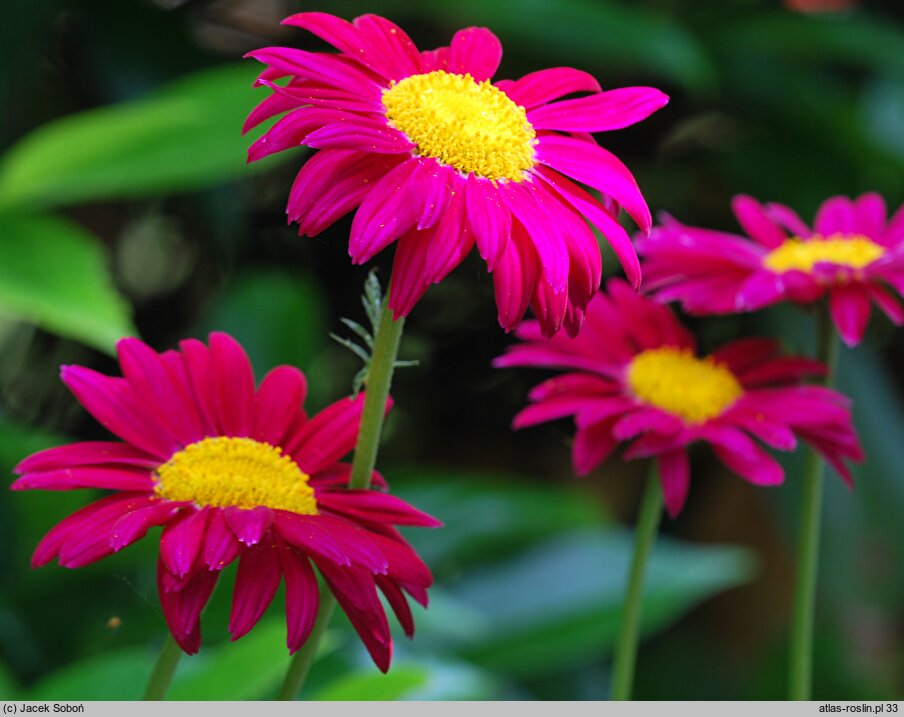 Tanacetum coccineum Robinsons Red