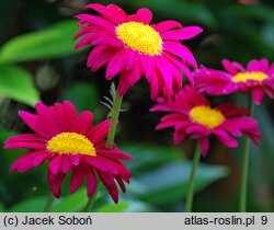 Tanacetum coccineum Robinsons Red