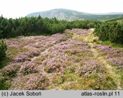 Calluna vulgaris (wrzos pospolity)