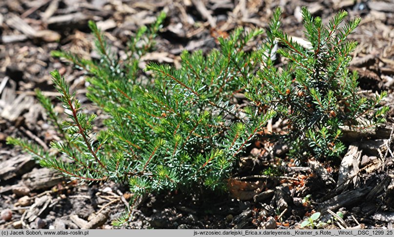 Erica ×darleyensis cv. Kramer's Rote (wrzosiec darlejski 