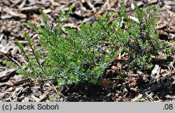 Erica ×darleyensis ‘Kramer's Rote’ (wrzosiec darlejski 