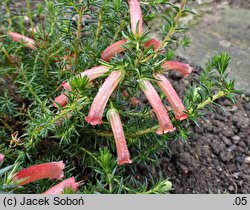 Erica hiemalis (wrzosiec kwitnący)