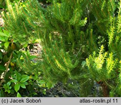 Erica scoparia ssp. azorica