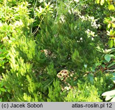 Erica scoparia ssp. azorica