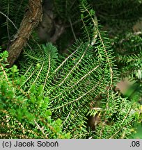 Erica scoparia ssp. azorica