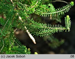 Erica scoparia ssp. azorica