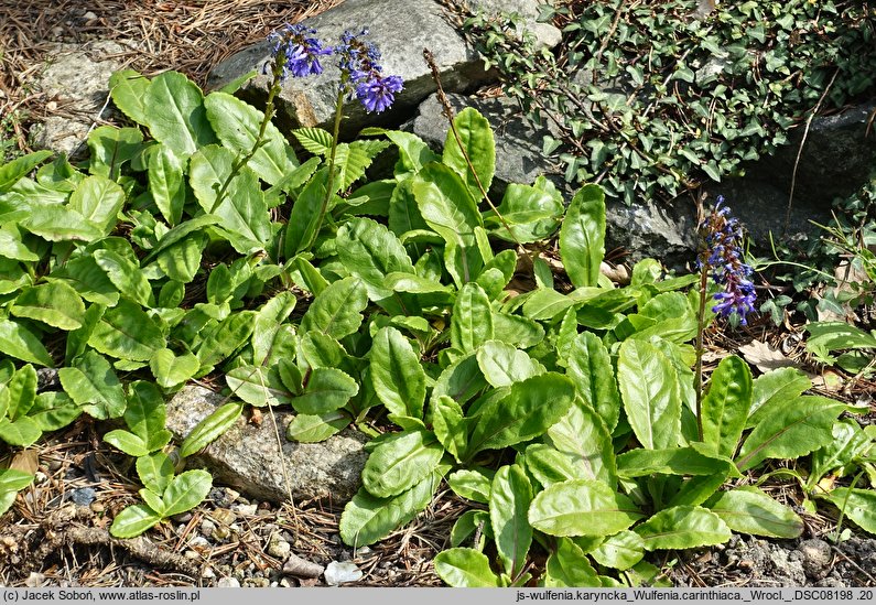 Wulfenia carinthiaca (wulfenia karyncka)