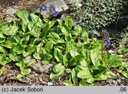 Wulfenia carinthiaca (wulfenia karyncka)