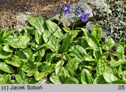 Wulfenia carinthiaca (wulfenia karyncka)