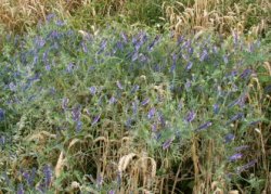 Vicia villosa